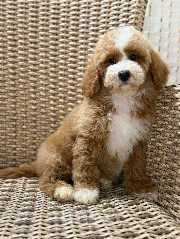 Собаки в Туле: Лабрадудль девочка Девочка, 200 000 руб. - фото 3