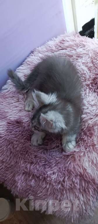 Кошки в Москве: Персиваль Мальчик, 45 000 руб. - фото 2