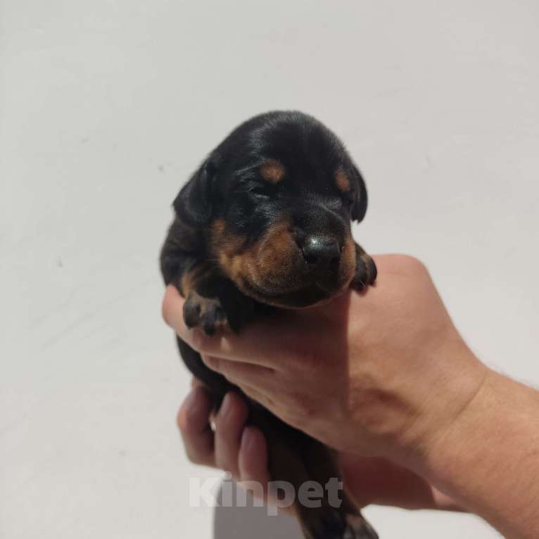 Собаки в других городах Московской области: Щенки добермана  Мальчик, 70 000 руб. - фото 2