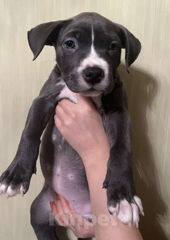 Собаки в Мурманске: Американский булли Девочка, Бесплатно - фото 5