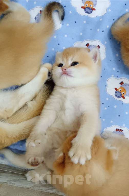 Кошки в Новосибирске: Британский мальчик с документами  Мальчик, 25 000 руб. - фото 4