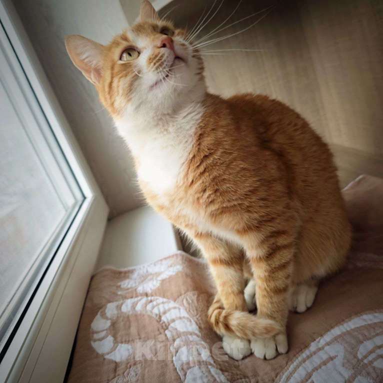 Кошки в Москве: Рыжему счастью нужен дом Мальчик, Бесплатно - фото 8