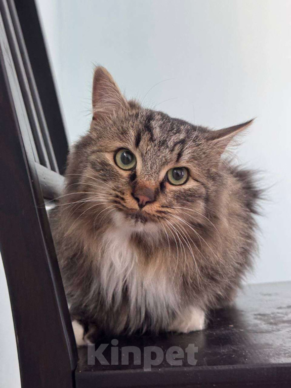 Кошки в Москве: Котик Мохер интересуется, почему он еще не дома Мальчик, Бесплатно - фото 2