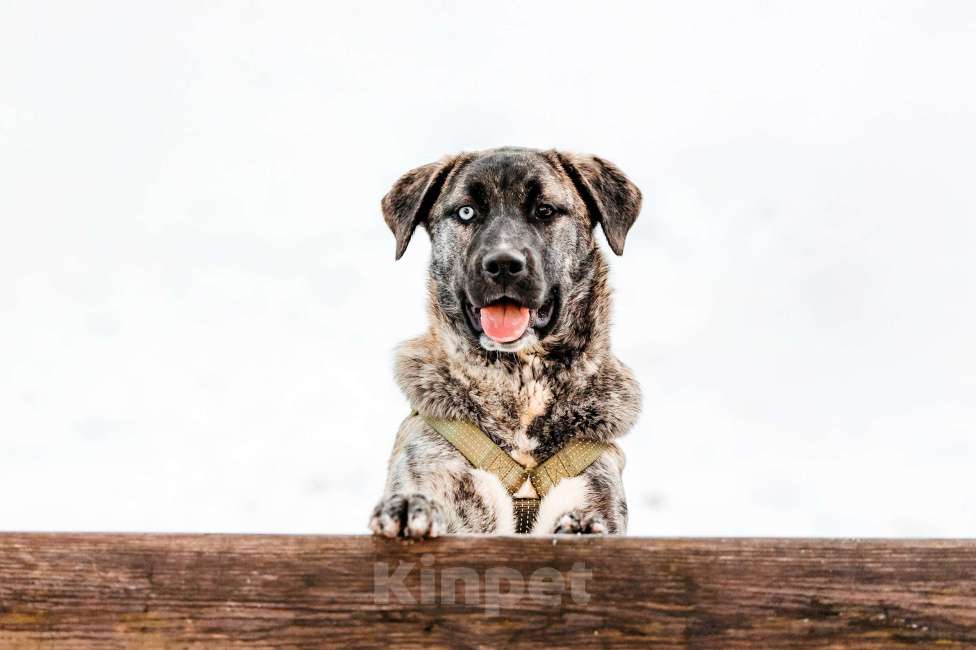 Собаки в Москве: Тигровая девочка в поисках дома Девочка, Бесплатно - фото 2