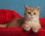 Кошки в Клине: Золотой котик скоттиш-страйт Мальчик, 10 000 руб. - фото 1