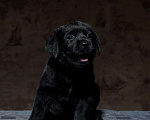 Собаки в Пушкино: Щенки Лабрадора Мальчик, 60 000 руб. - фото 4