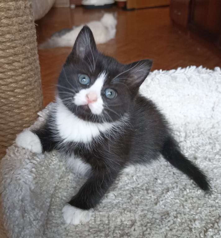 Кошки в Москве: Очаровашка черная с белым Девочка, 1 000 руб. - фото 5