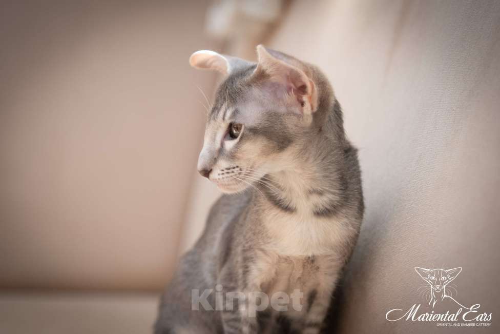 Кошки в Санкт-Петербурге: Ориентал в современном типе  Девочка, 120 000 руб. - фото 5