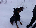 Собаки в Щербинке: Кобель на вязку Мальчик, Бесплатно - фото 6