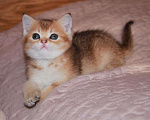 Кошки в Малмыже: В золотых окрасах, 1 руб. - фото 3