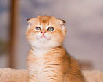 Кошки в Лянторе: Золотой шотландский кот, 50 000 руб. - фото 2