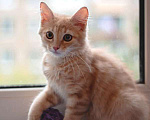 Кошки в Москве: Очаровательный рыжий котенок рыжик в дар Мальчик, Бесплатно - фото 2