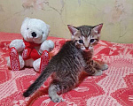 Кошки в Новосибирске: Котята в добрые руки Девочка, Бесплатно - фото 2