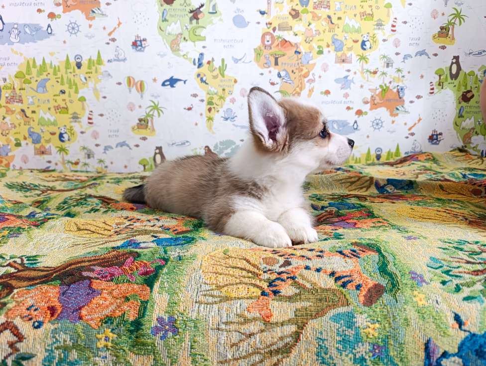 Собаки в Уфе: Корги пемброк Мальчик, 45 000 руб. - фото 4