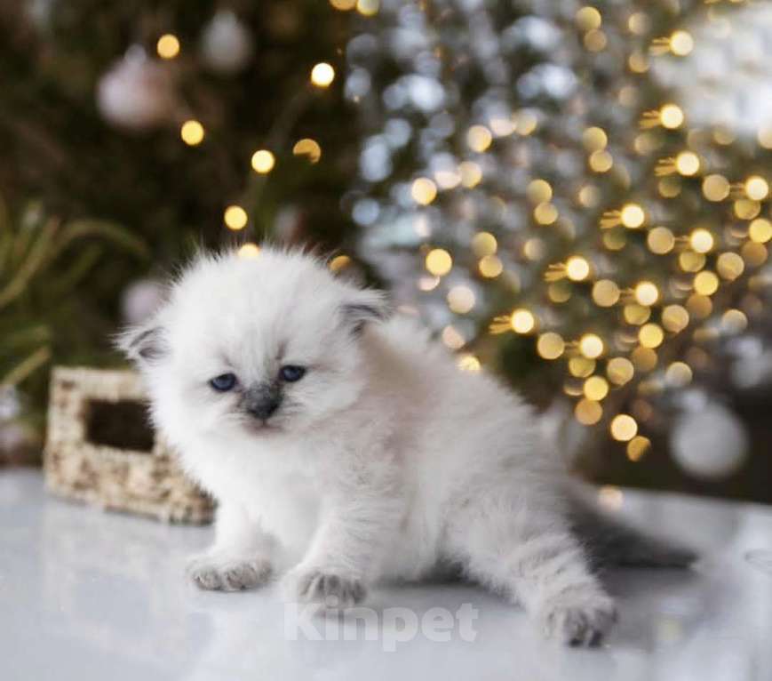 Кошки в Москве: Рэгдолл девочки к новому году  Девочка, 80 000 руб. - фото 3