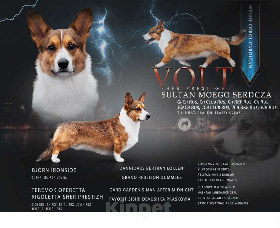 Собаки в Воскресенске: Вязка Вельш корги кардиган Мальчик, Бесплатно - фото 4