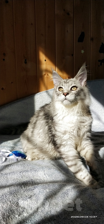 Кошки в Челябинске: 🔥🔥🔥КОТЕНОК МЕЙН-КУН МАЛЬЧИК ПИТОМНИК 🔥🔥🔥 Мальчик, 45 000 руб. - фото 8