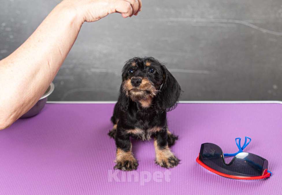 Собаки в Москве: Щенок таксы миниатюрной жесткошерстной, девочка Девочка, 50 000 руб. - фото 2