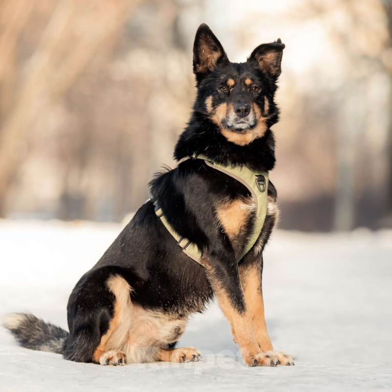 Собаки в Москве: Байкал Мальчик, Бесплатно - фото 2