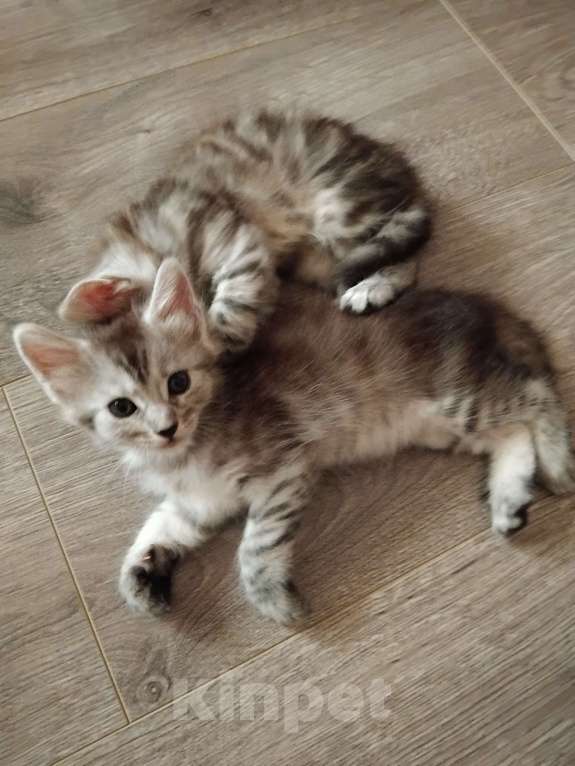 Кошки в Ставрополе: Энджел Девочка, 10 000 руб. - фото 2