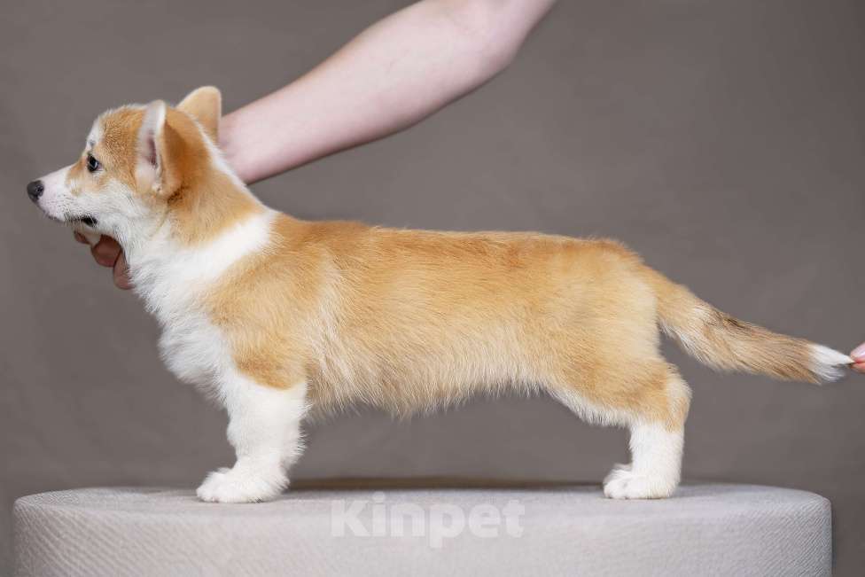 Собаки в Перми: Щенки вельш корги пемброк девочки Девочка, 55 000 руб. - фото 4