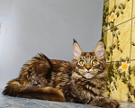 Кошки в Москве: Котёнок Мейн-кун Девочка Девочка, 39 000 руб. - фото 4