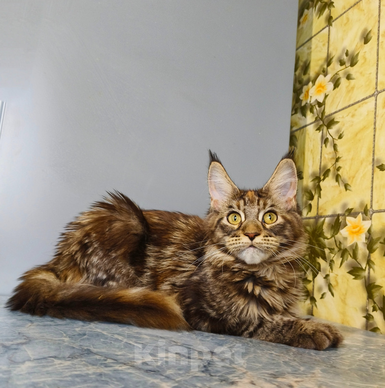 Кошки в Москве: Котёнок Мейн-кун Девочка Девочка, 39 000 руб. - фото 4