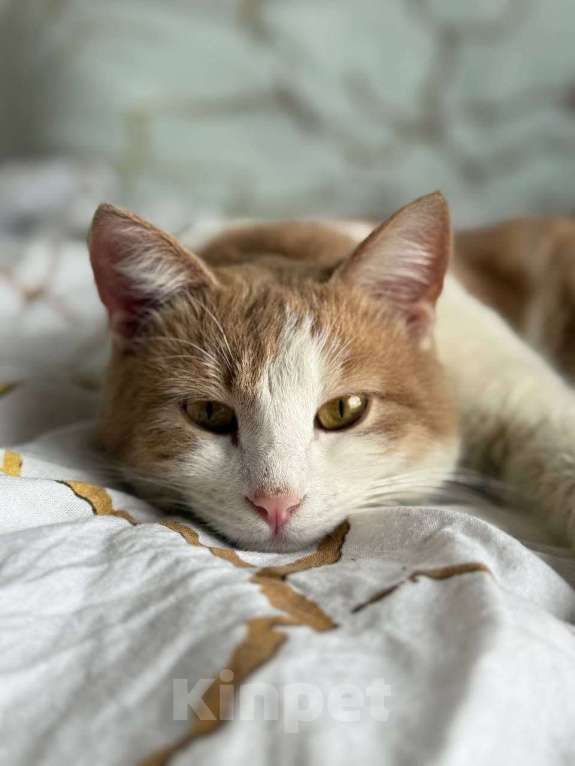 Кошки в Москве: Кот Пельмень ищет дом Мальчик, Бесплатно - фото 2