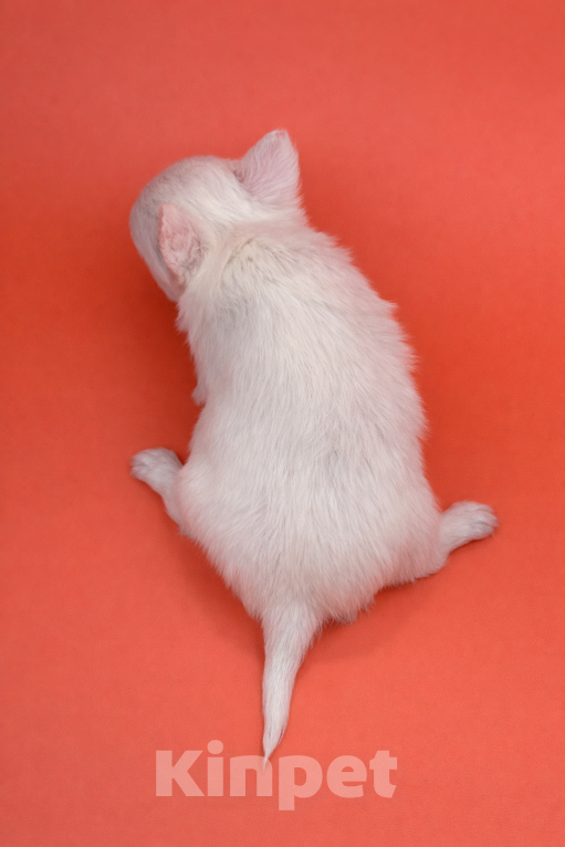 Собаки в Казани: Чихуахуа щенок Девочка, 30 000 руб. - фото 4