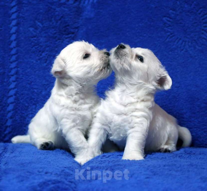 Собаки в Москве: Вестики - белые медвежата Мальчик, 60 000 руб. - фото 1
