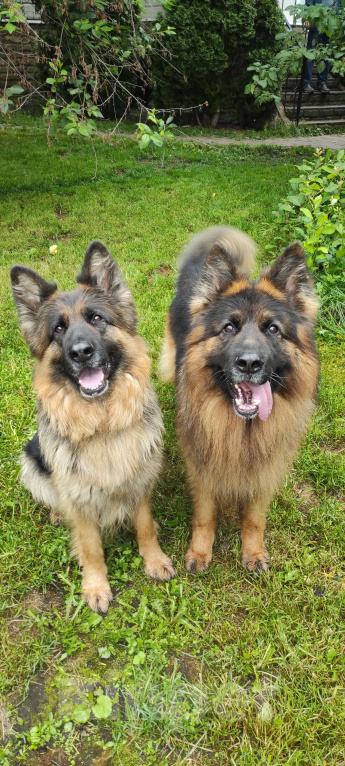 Собаки в Москве: Щенок немецкой овчарки д/ш Девочка, 28 000 руб. - фото 3