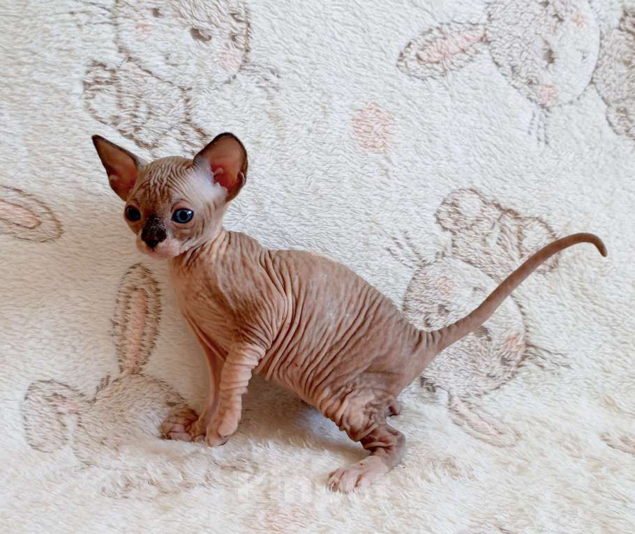 Кошки в Санкт-Петербурге: Котята канадского сфинкса Девочка, Бесплатно - фото 4