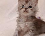 Кошки в Колпино: Котята Мейн кун Мальчик, 40 000 руб. - фото 3