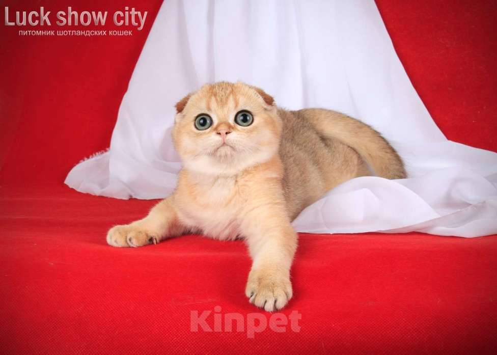Кошки в Санкт-Петербурге: Золотая скоттиш-фолд Девочка, 75 000 руб. - фото 6
