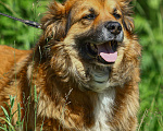 Собаки в Москве: Буран, просто самый классный в мире пес Мальчик, Бесплатно - фото 3