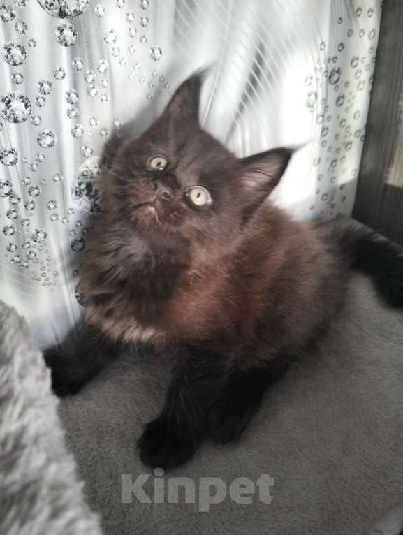 Кошки в других городах Красноярского края: Мейн-кун котята из питомника Мальчик, 35 000 руб. - фото 3