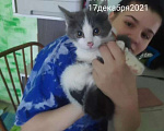 Кошки в Подольске: Бися кошка говорушка болтушка Девочка, 1 000 руб. - фото 1