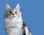 Кошки в Москве: Котёнок Мейн Кун Девочка из питомника Девочка, 30 000 руб. - фото 10