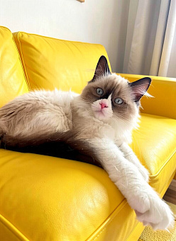 Рэгдолл котята