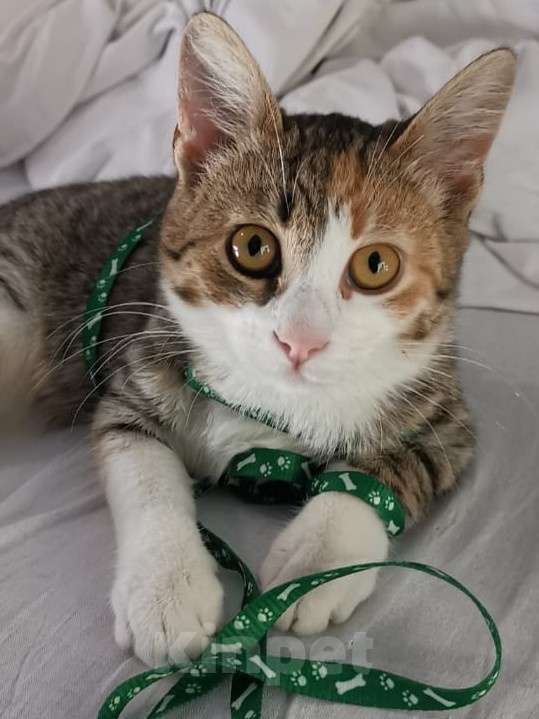 Кошки в Санкт-Петербурге: Малышка Аврора ищет дом Девочка, Бесплатно - фото 4