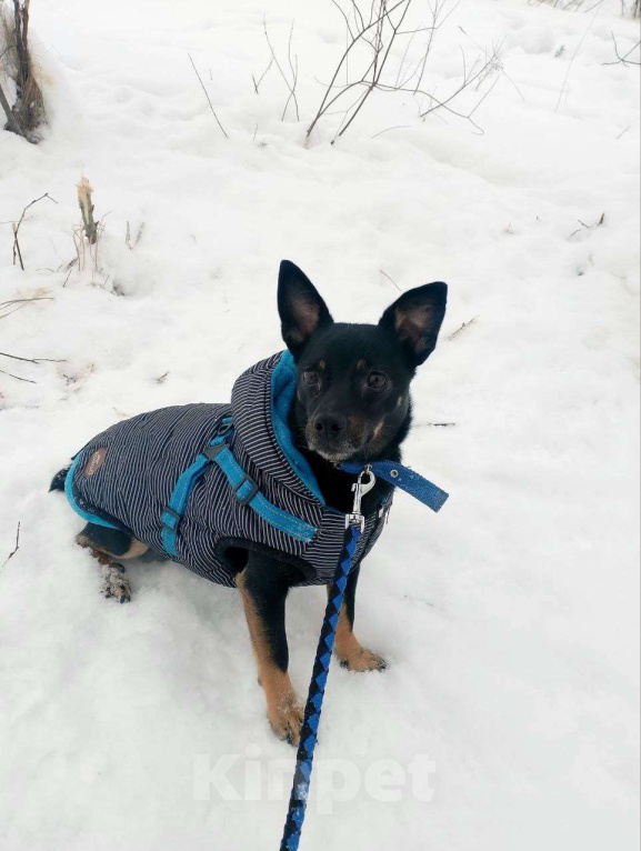 Собаки в Санкт-Петербурге: Маленький трогательный пёсик Мальчик, Бесплатно - фото 1