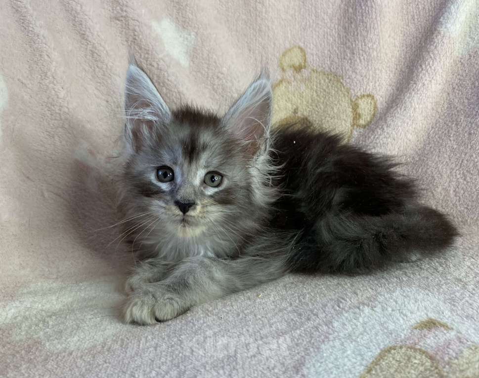 Кошки в Дмитрове: Черная серебристая мраморная девочка мейн кун Девочка, 15 000 руб. - фото 7