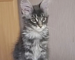 Кошки в Одинцово: Котята Мейн-куны Мальчик, 30 000 руб. - фото 4