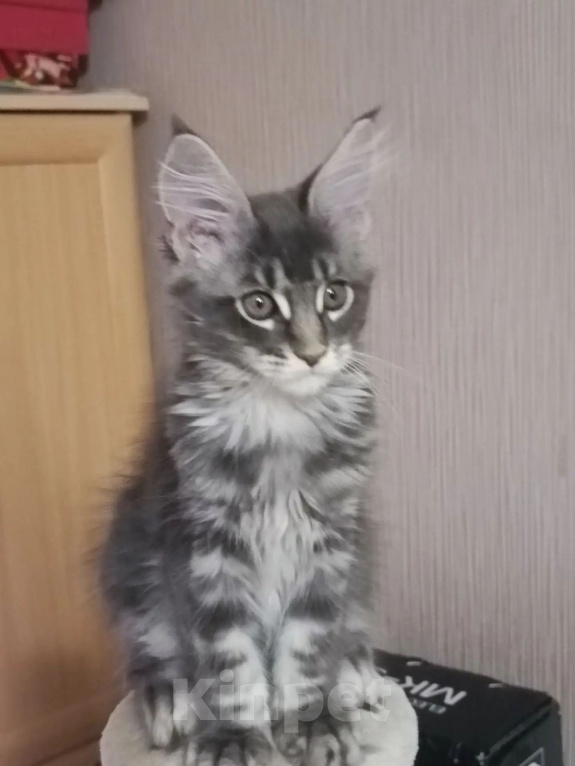 Кошки в Одинцово: Котята Мейн-куны Мальчик, 30 000 руб. - фото 4