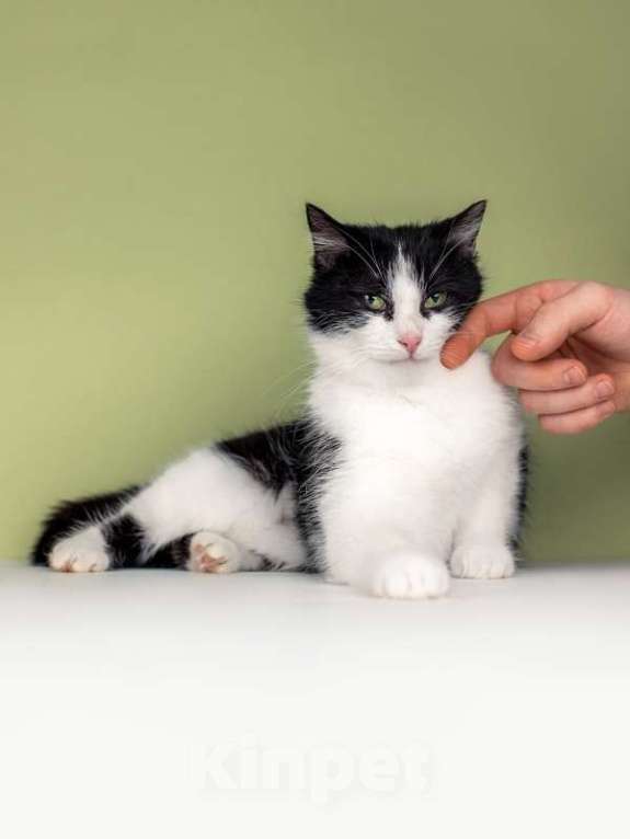 Кошки в Москве: Очаровательная ласкуша Рыбка в добрые руки Девочка, Бесплатно - фото 4