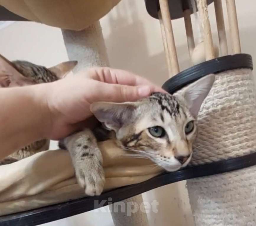 Кошки в Москве: Ориентальные котята Девочка, Бесплатно - фото 2