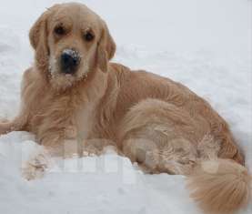 Собаки в Иваново: Золотистый ретривер (вязка) Мальчик, 10 руб. - фото 1