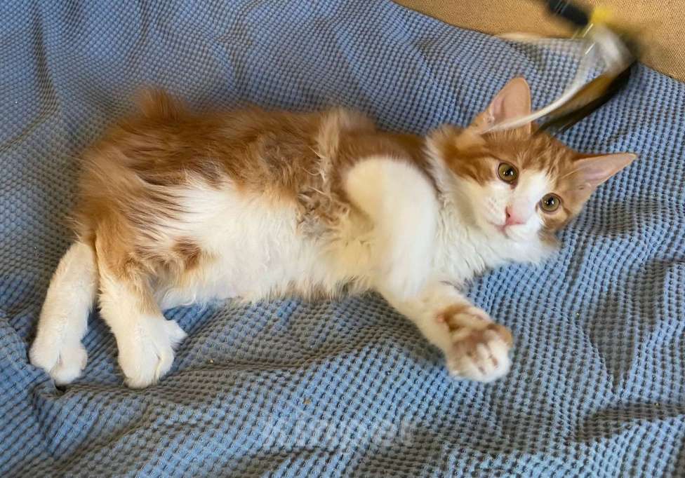 Кошки в Москве: Котёнок курильский бобтейл Мальчик, 35 000 руб. - фото 3