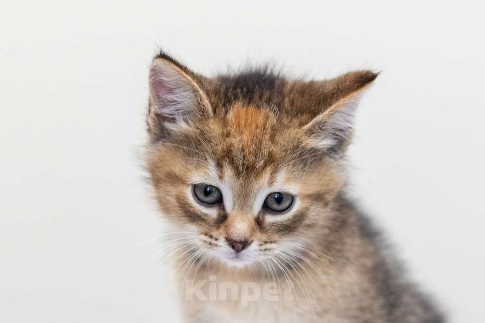 Кошки в Москве: Анита Девочка, Бесплатно - фото 5