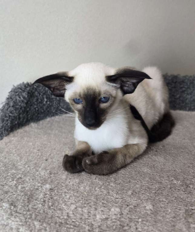 Кошки в Хабаровске: Ориентальный котенок Мальчик, 120 000 руб. - фото 2